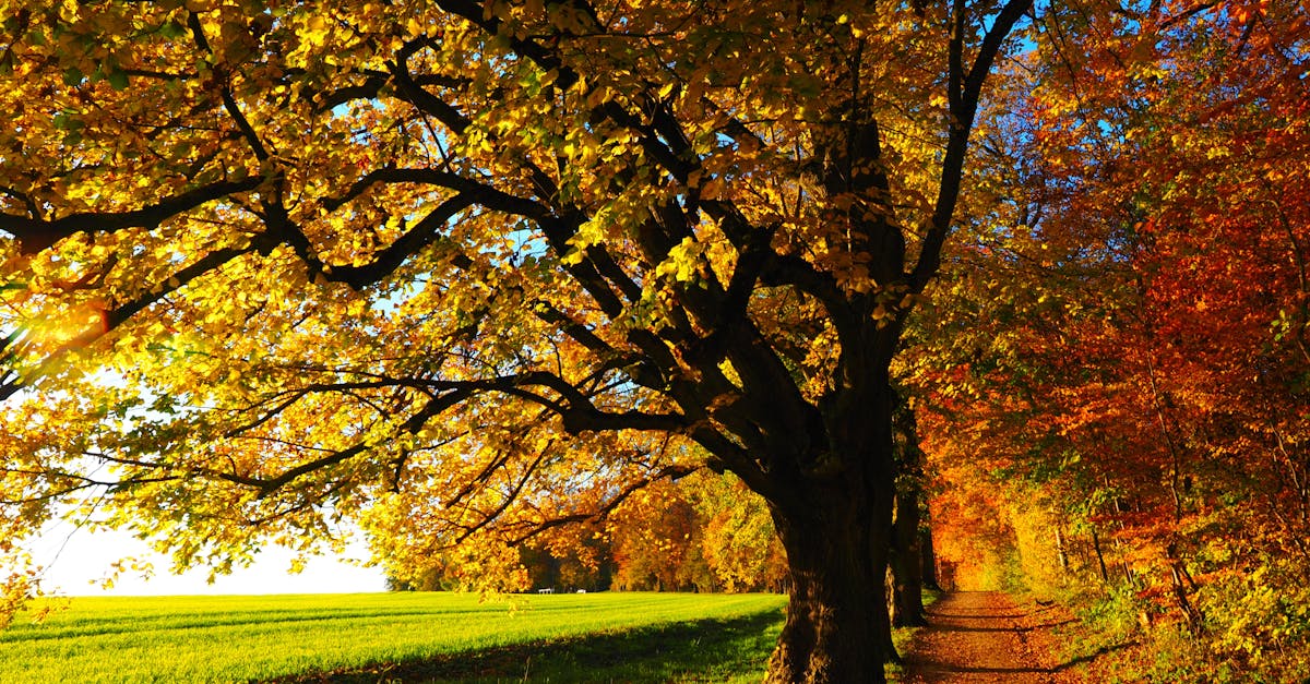 Idyllic forest trail in autumn with colorful leaves and bright sunlight for a serene nature walk.