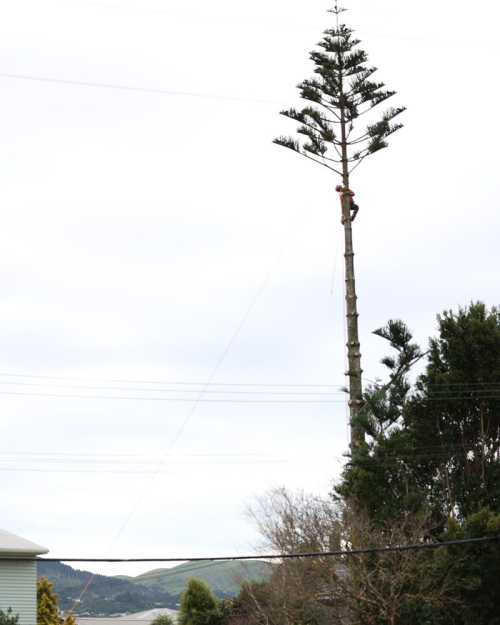 crown-reduction-on-tree crown-reduction-on-tree